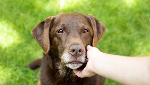 Labrador shop flea treatment